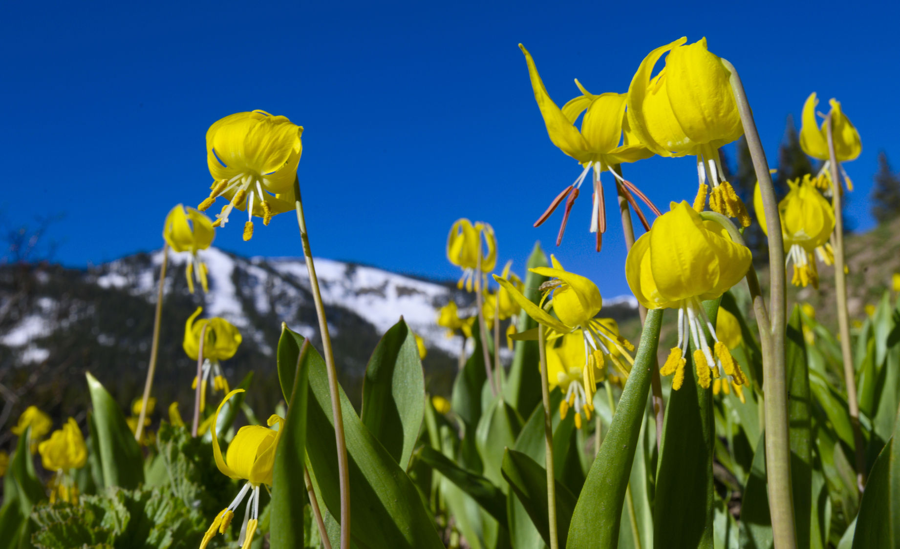 06_28_19 wildflowers1028.jpg